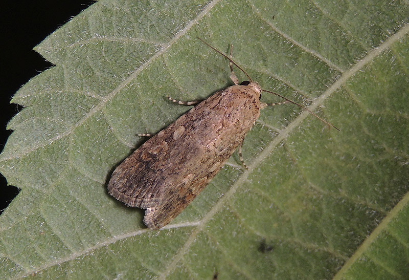 Spodoptera exigua Noctuidae